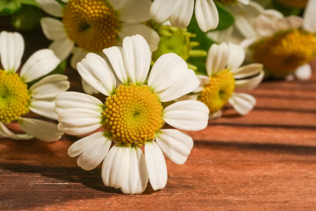 White Chrysanthemum Petals Yellow Center Wooden Surface