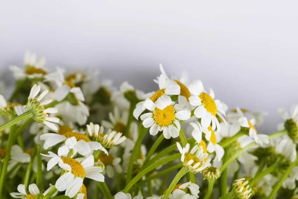 White Chrysanthemum Petals Yellow Center Green gray Stems