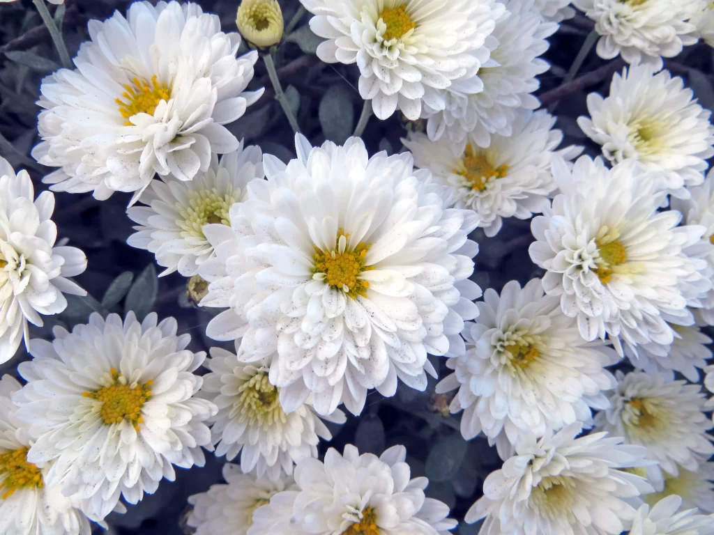 White Chrysanthemum Petals Yellow Center gray Blooming