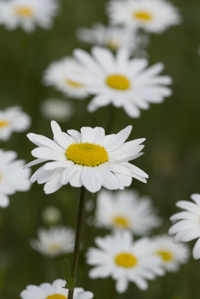 White Chrysanthemum Petals Yellow Center gray Blooming