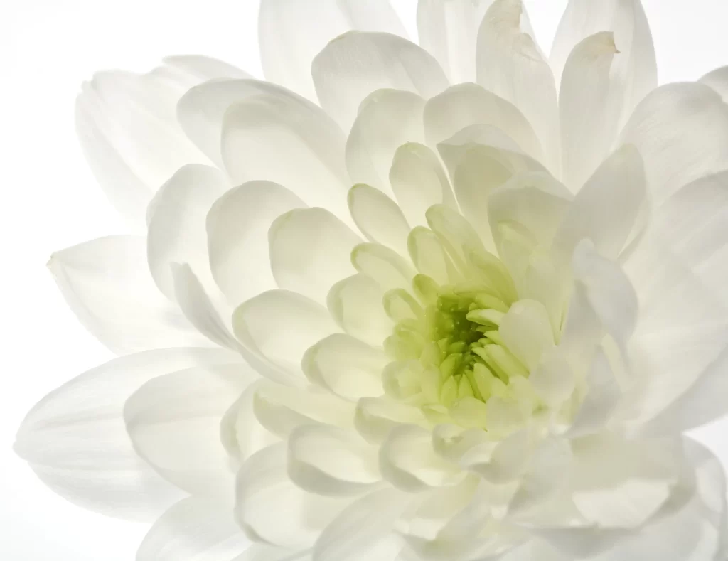 White Chrysanthemum Petals Soft Texture Center Green