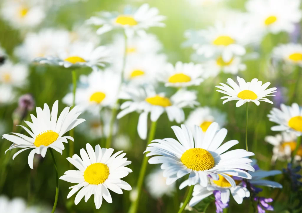White Chrysanthemum Petals Yellow Center warm Sunlight