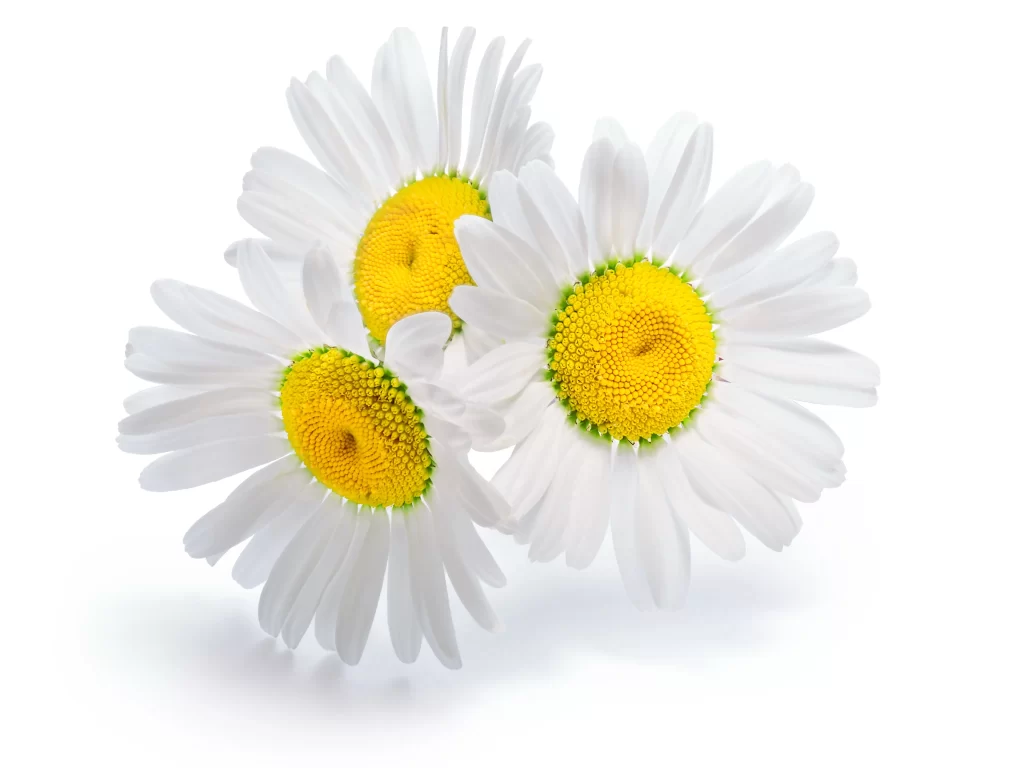 White Chrysanthemum Petals Yellow Center Bright