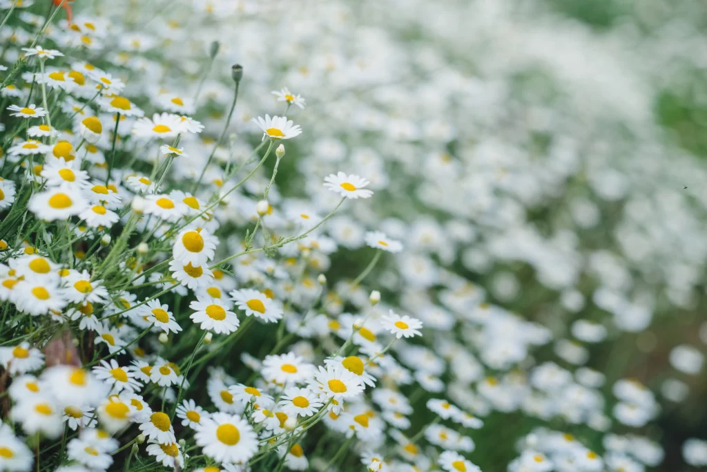 White Chrysanthemum Petals Yellow Center Blooming gray Field