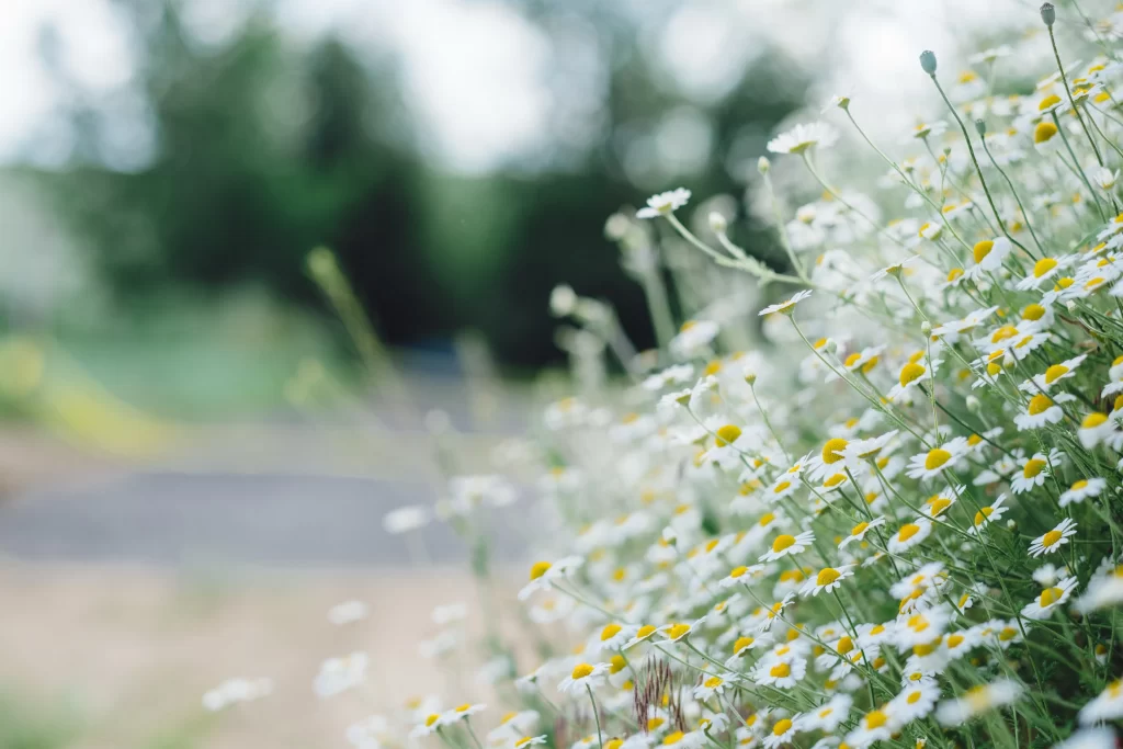 White Chrysanthemum Petals Yellow Center Green gray Stems