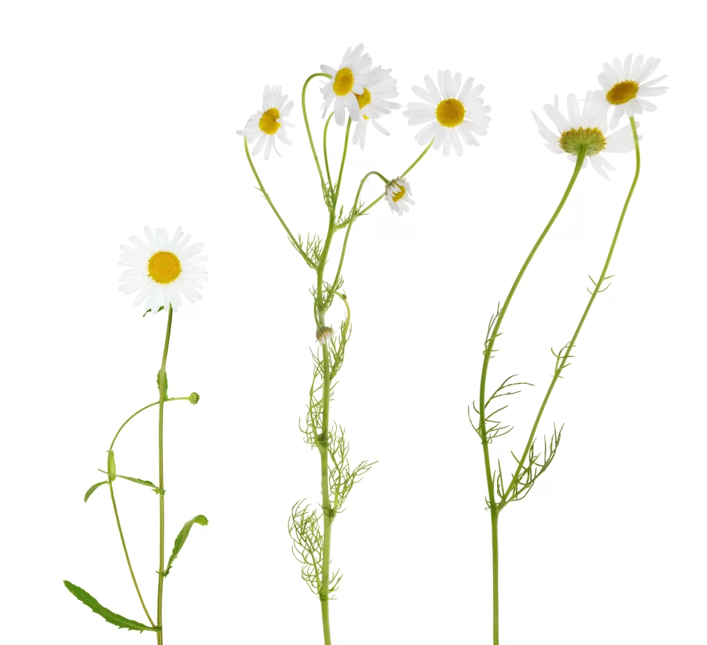 White Chrysanthemum Petals Yellow Center Stems