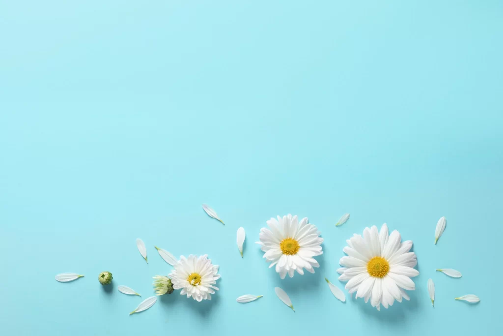 White Chrysanthemum Petals Yellow Center Blue cool Background