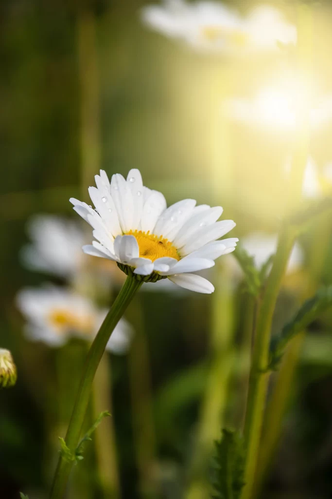 White Chrysanthemum Petals Yellow Center Dewdrops Sunlight