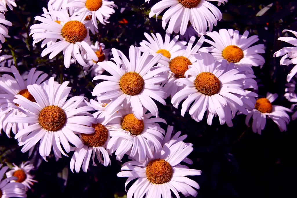 White Chrysanthemum Petals Yellow Center gray Sunlit