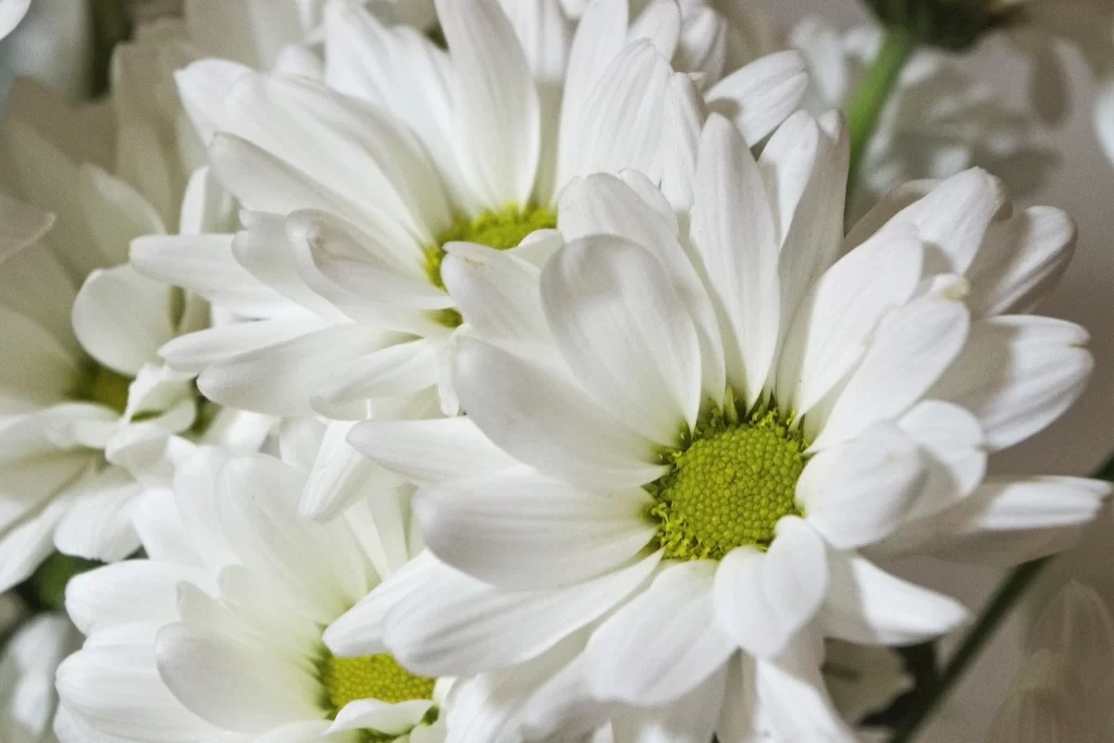White Chrysanthemum Petals Yellow gray Center