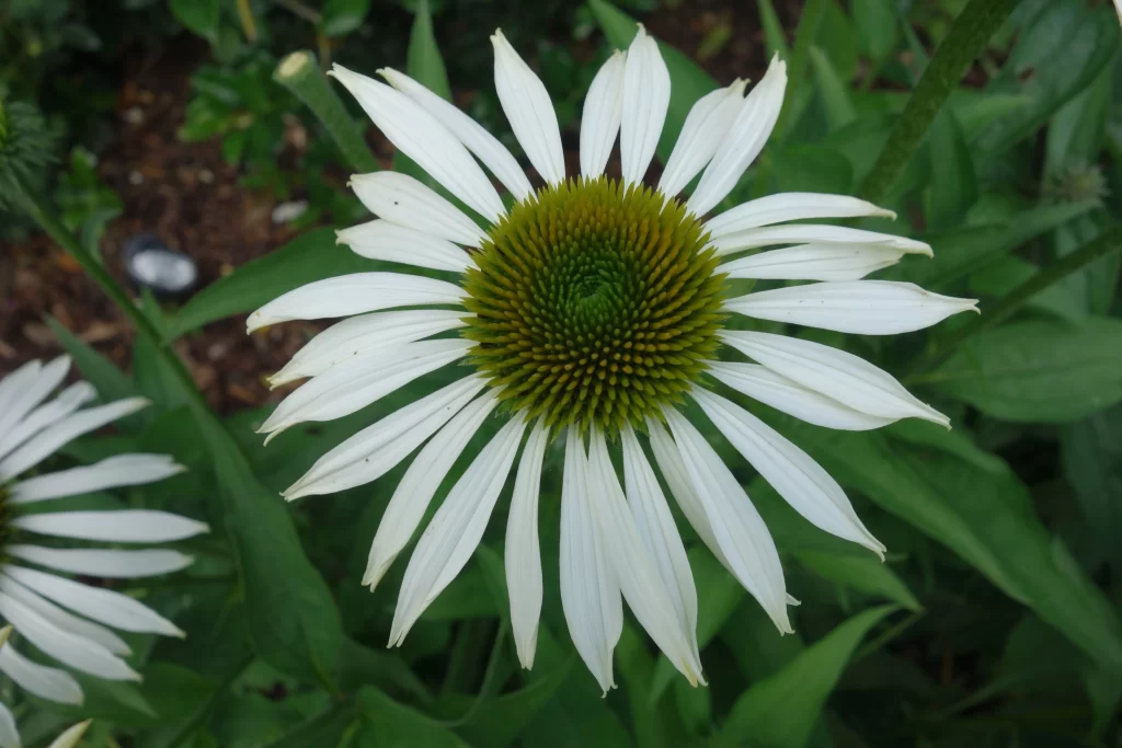 White Chrysanthemum Petals Green Center gray Blooming