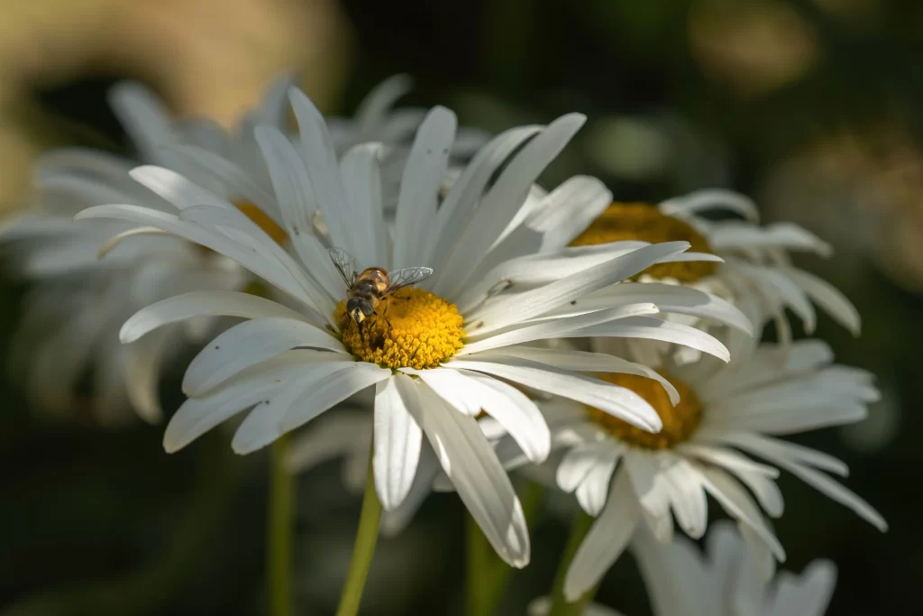 White Chrysanthemum Petals Yellow Center gray Bee