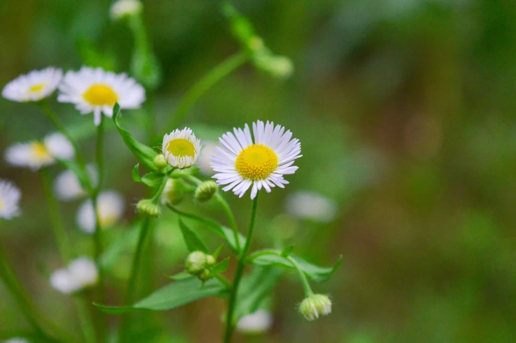 White Chrysanthemum Petals Yellow Center Green warm Stems