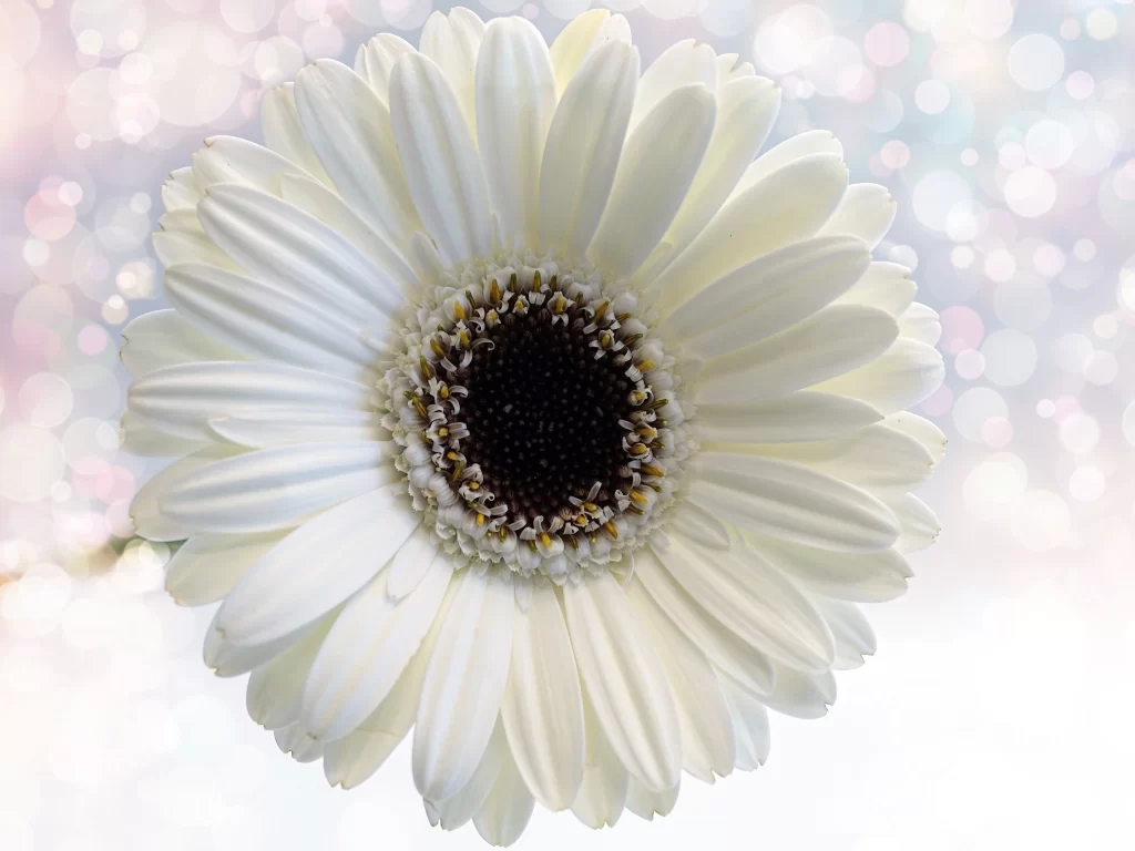 White Chrysanthemum Petals Center Dark