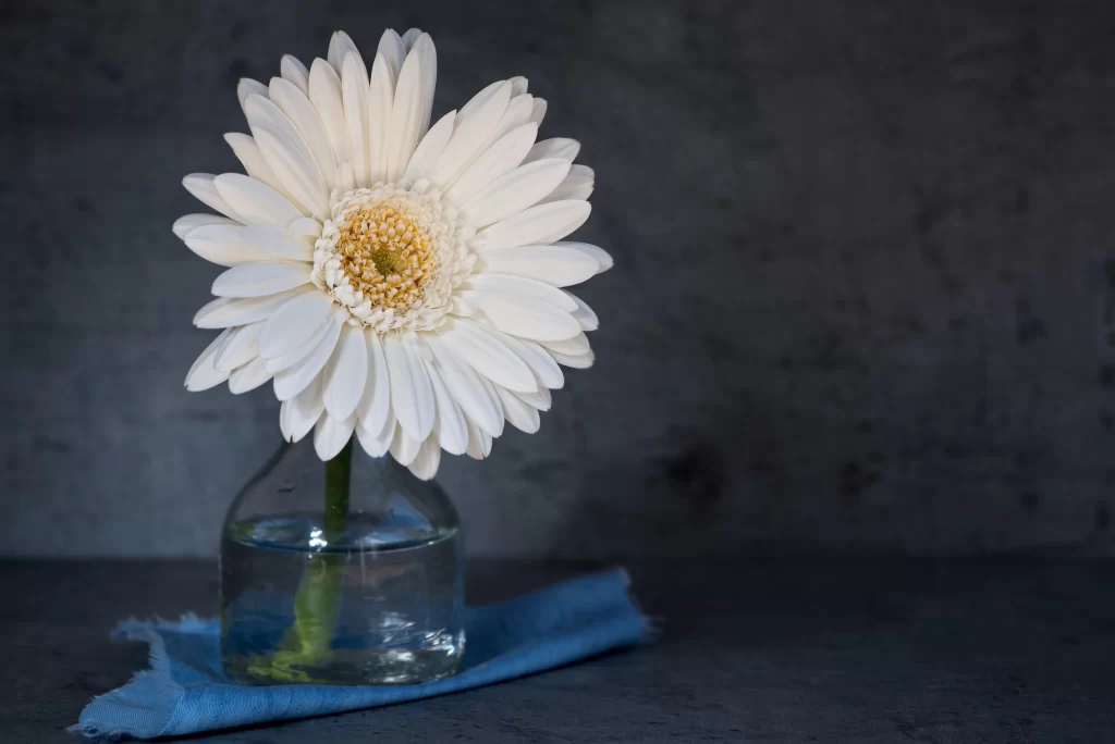 White Chrysanthemum Petals Yellow Center Clear Vase Blue Cloth