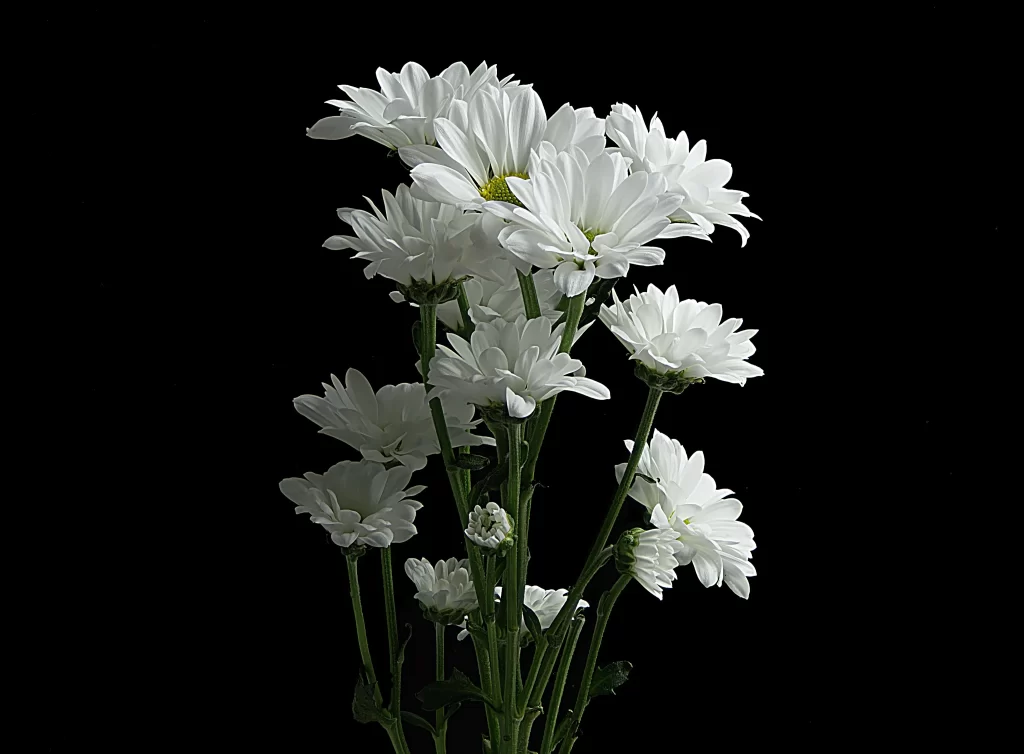 White Chrysanthemum Petals Green Stems Black Background