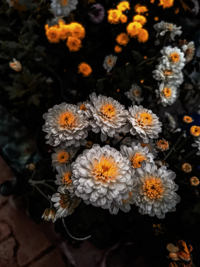 White Chrysanthemum Petals Yellow Center Dark Background