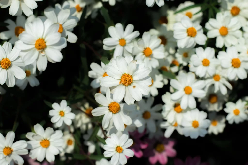 White Chrysanthemum Petals Yellow Center gray Sunlit
