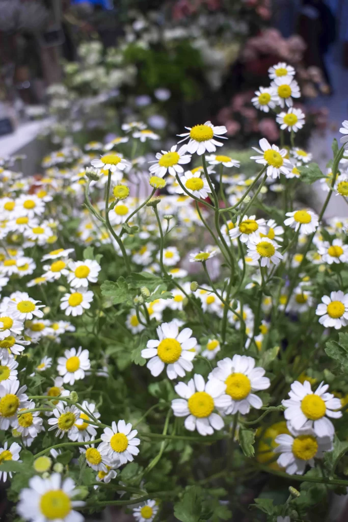 White Chrysanthemum Petals Yellow Center Green gray Leaves