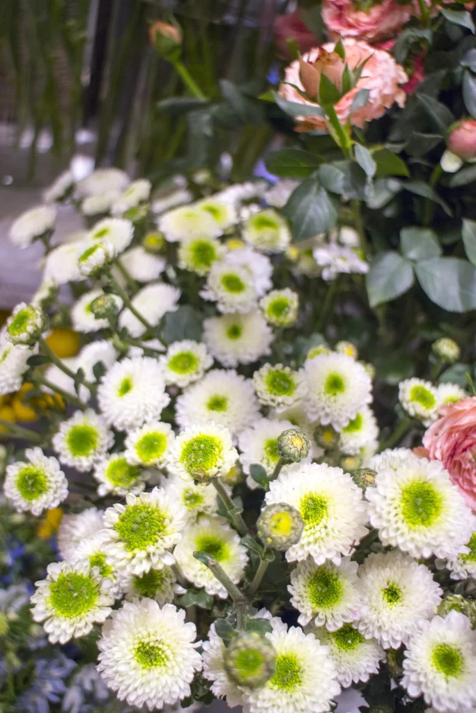 White Chrysanthemum Petals Green Center gray Blooming