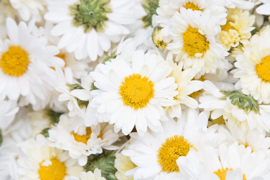 White Chrysanthemum Petals Yellow Center Dense gray Cluster