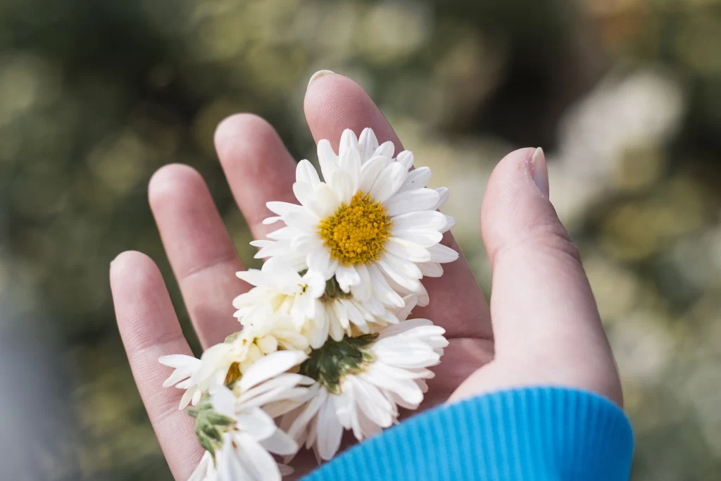 White Chrysanthemum Petals Yellow Center Green gray Stem