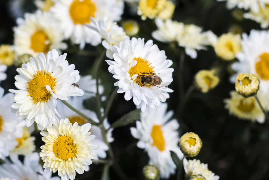 White Chrysanthemum Petals Yellow Center gray Bee
