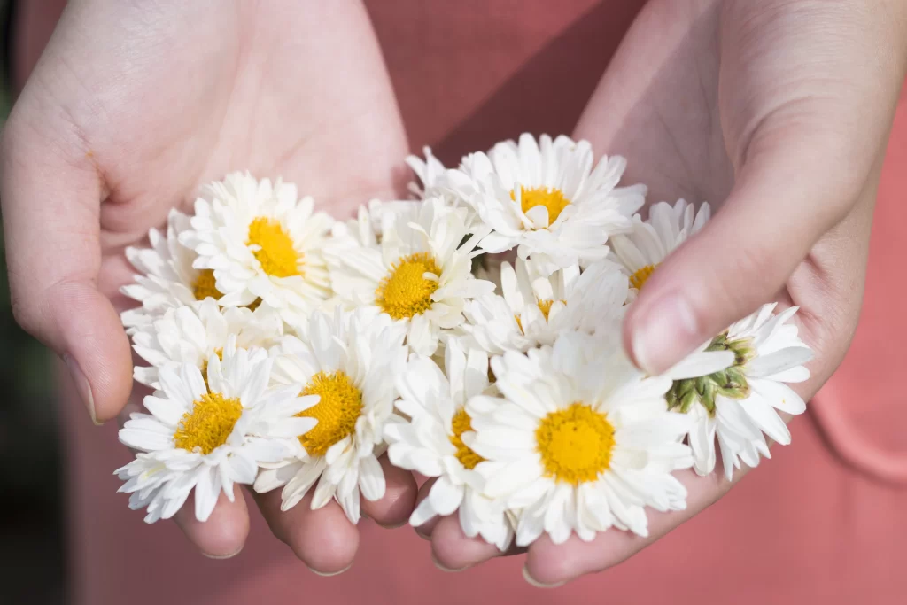 White Chrysanthemum Petals Yellow Center Hands