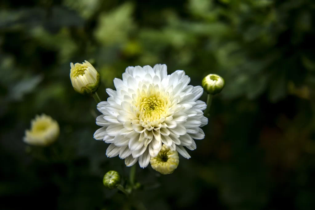 White Chrysanthemum Petals Yellow Center dark Blooming