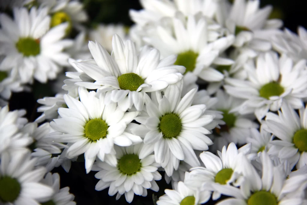 White Chrysanthemum Petals Green Center Dense Cluster