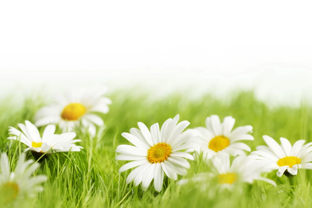 White Chrysanthemum Petals Yellow Center Green warm Grass