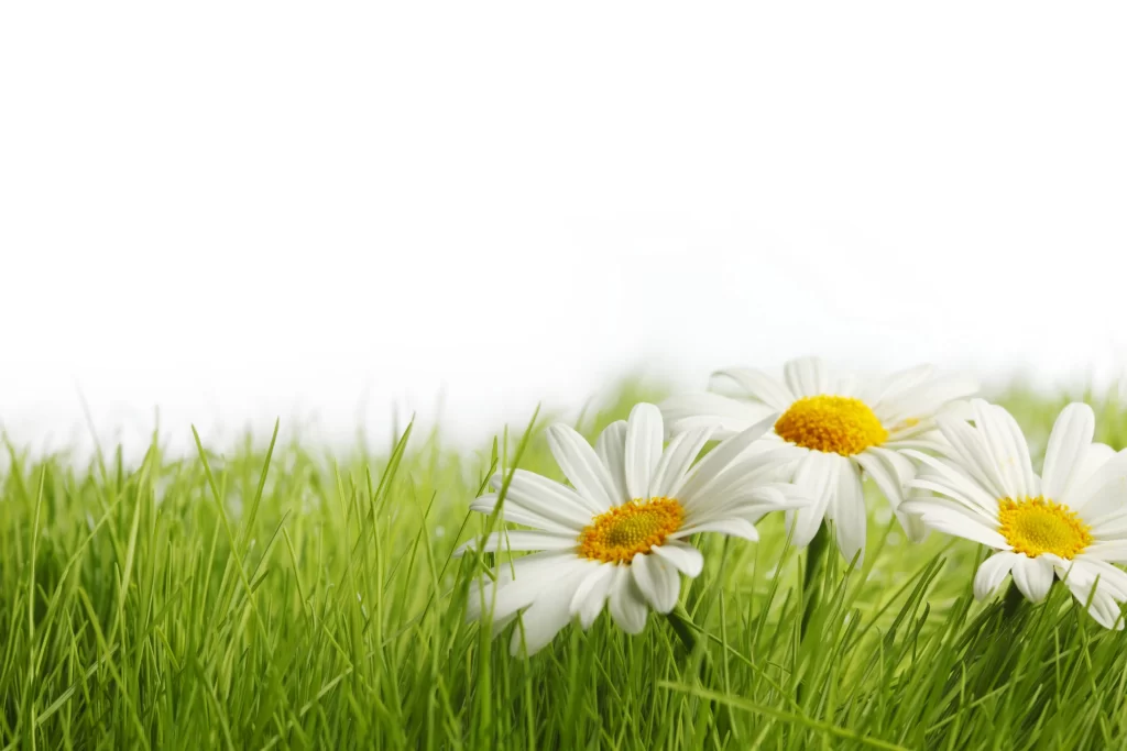 White Chrysanthemum Petals Yellow Center Green warm Grass