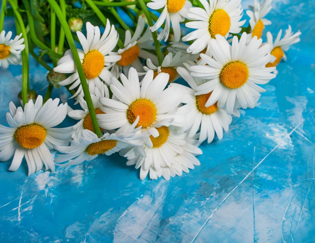 White Chrysanthemum Petals Yellow Center Blue cool Background