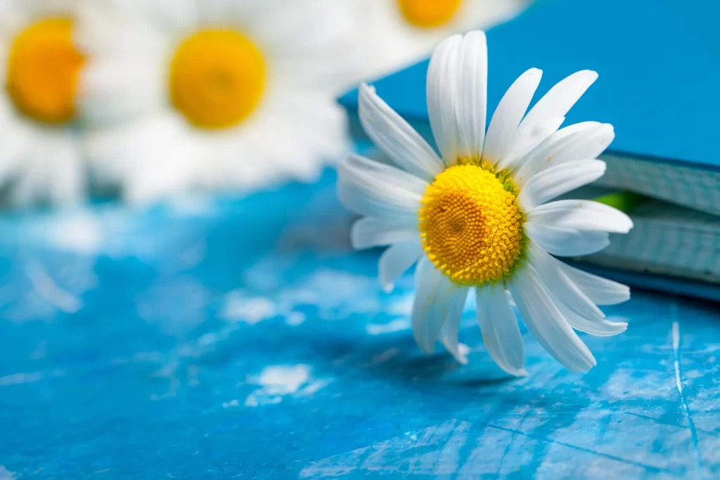 White Chrysanthemum Petals Yellow Center Blue cool Background