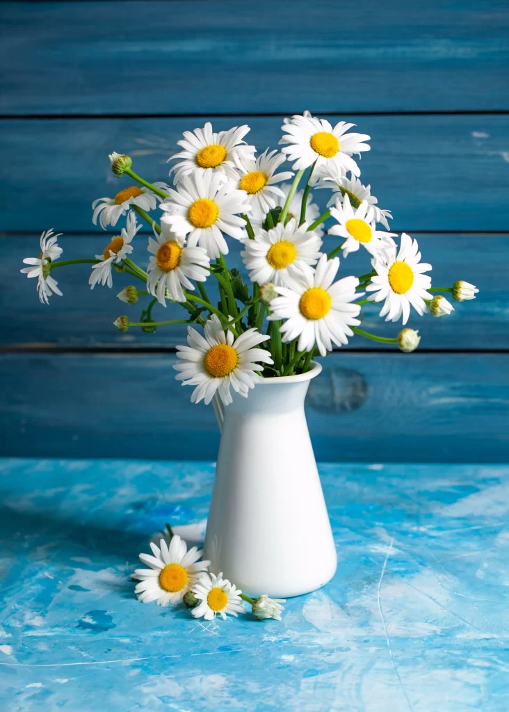 White Chrysanthemum Petals Yellow Center Blue Background Vase