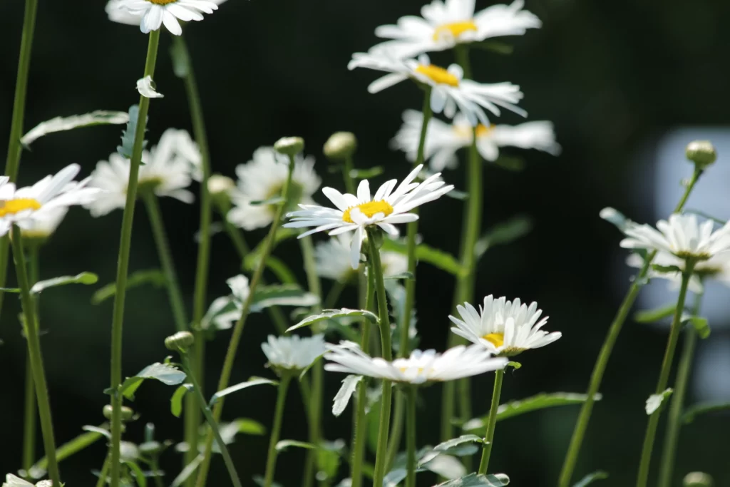 White Chrysanthemum Petals Yellow Center Green gray Stems