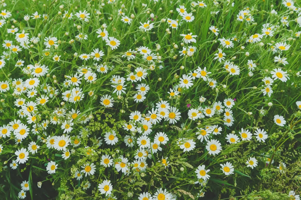 White Chrysanthemum Petals Yellow Center Green warm Leaves