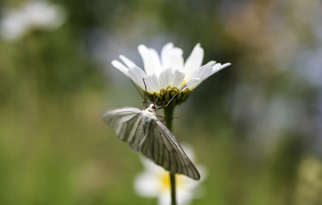 White Chrysanthemum Petals Yellow Center Moth
