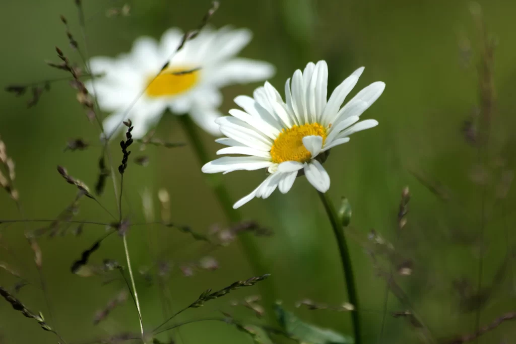 White Chrysanthemum Petals Yellow Center Green warm Background