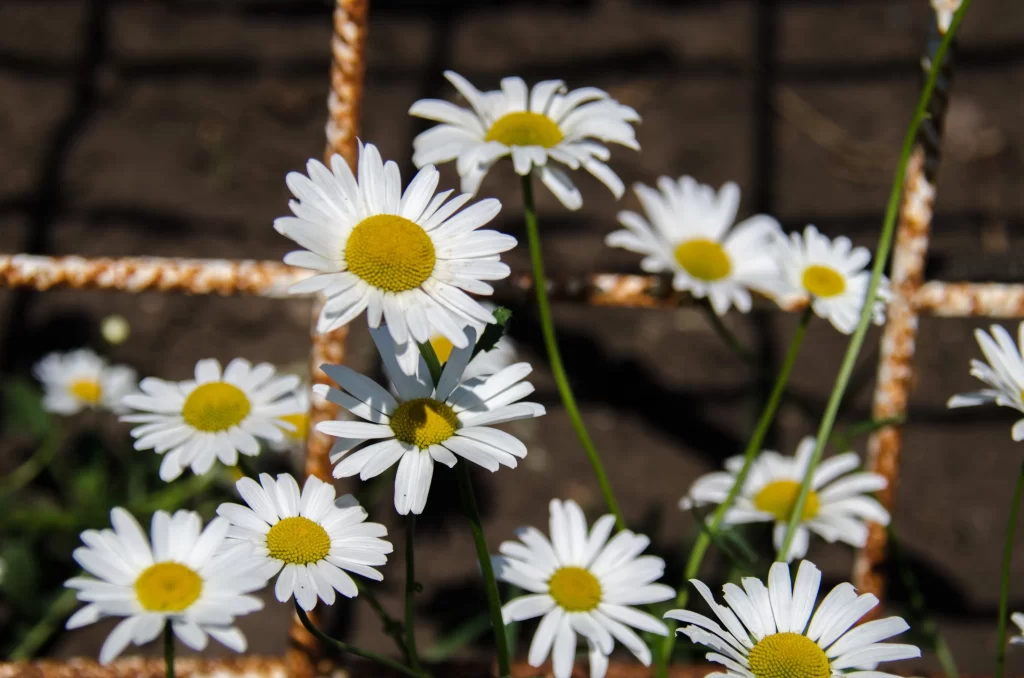 White Chrysanthemum Petals Yellow Center Rustic Fence
