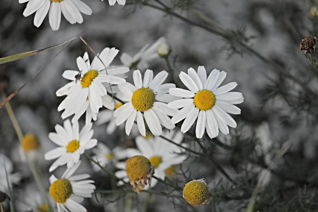 White Chrysanthemum Petals Yellow Center Delicate Blooms