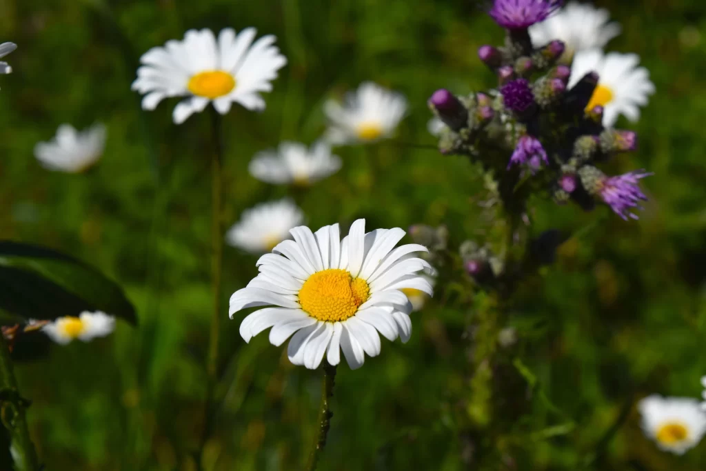 White Chrysanthemum Petals Yellow Center Green Background Purple Flower