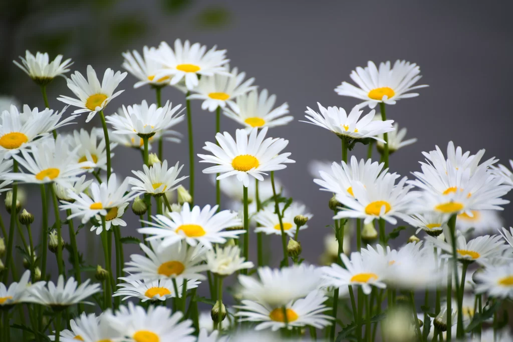 White Chrysanthemum Petals Yellow Center Green gray Stems