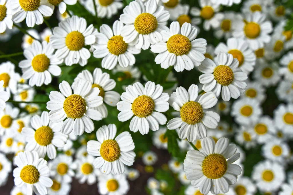 White Chrysanthemum Petals Yellow Center gray Blooming