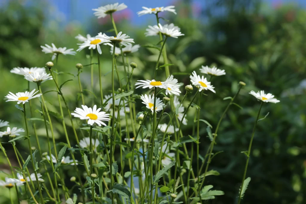 White Chrysanthemum Petals Yellow Center Green warm Stems