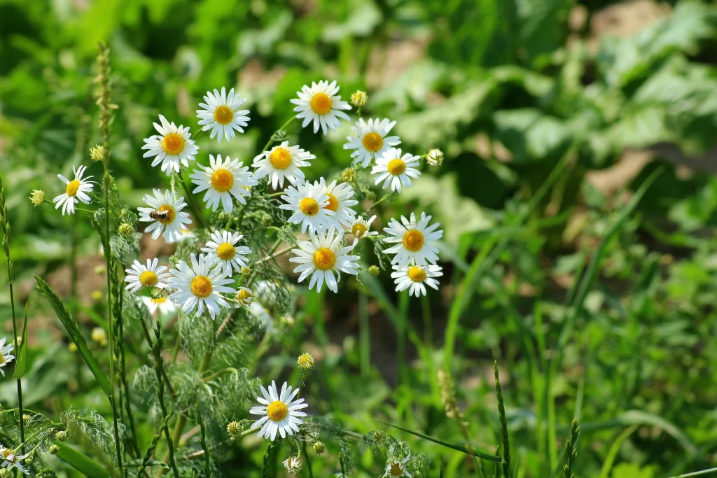 White Chrysanthemum Petals Yellow Center Green warm Leaves