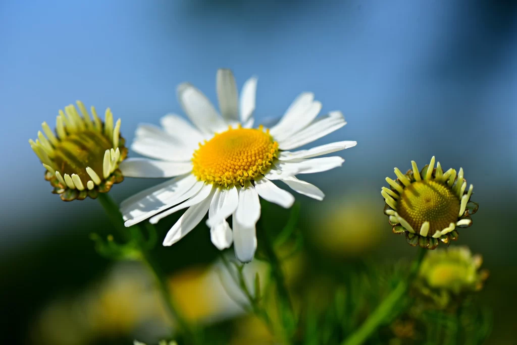 White Chrysanthemum Petals Yellow Center Green gray Stems
