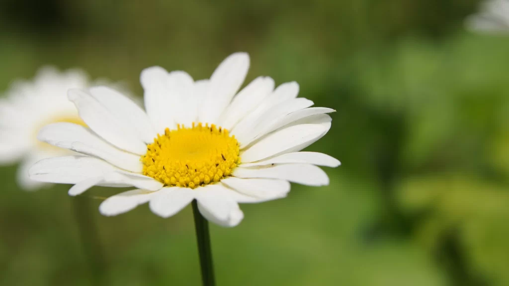 White Chrysanthemum Petals Yellow Center Green warm Background