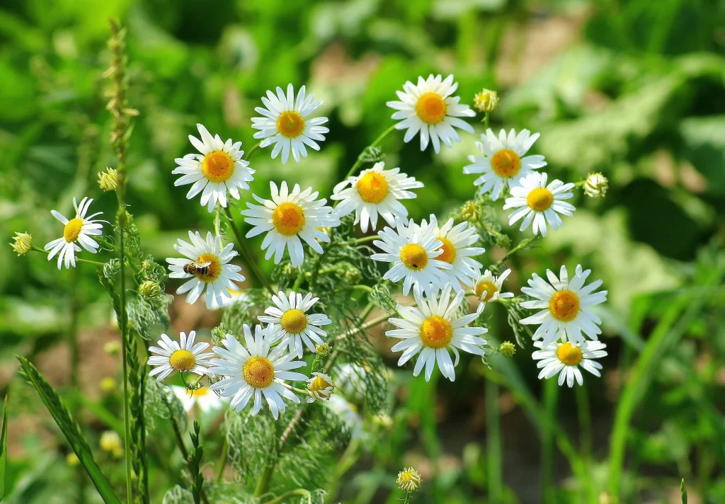 White Chrysanthemum Petals Yellow Center Green warm Leaves
