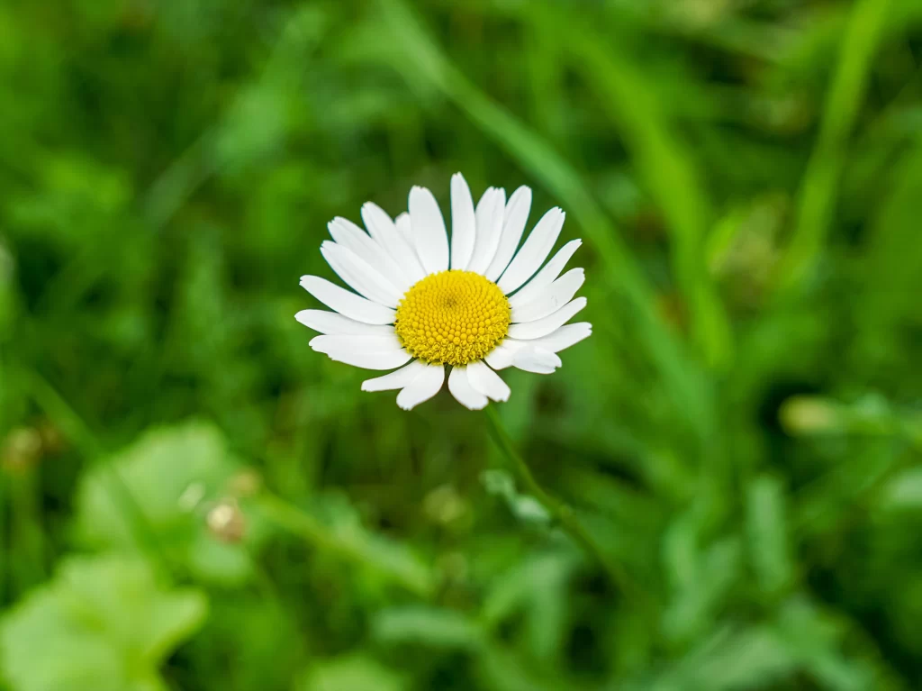 White Chrysanthemum Petals Yellow Center Green warm Leaves